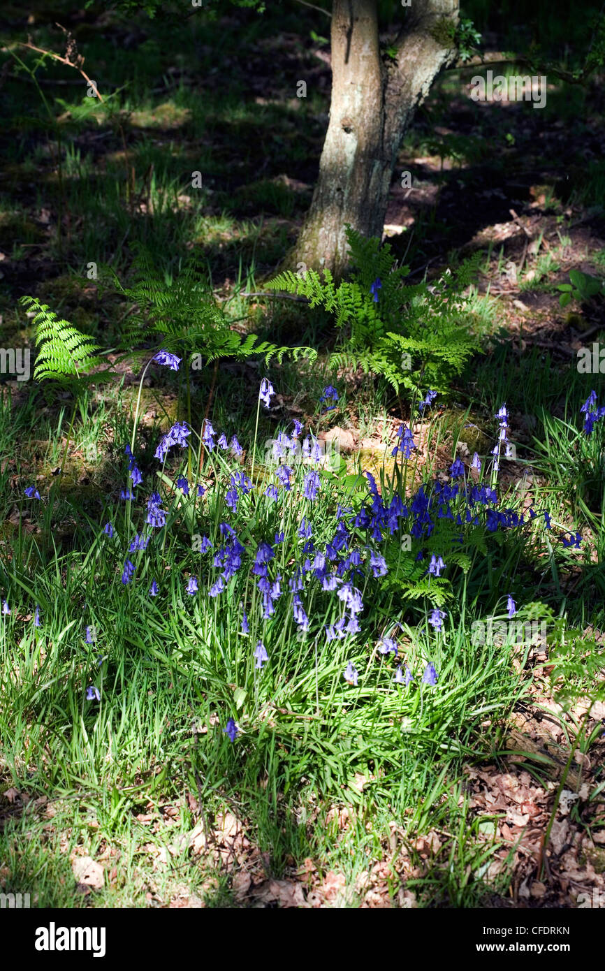 Bluebells in flower  spring Alderley Edge Cheshire England Stock Photo