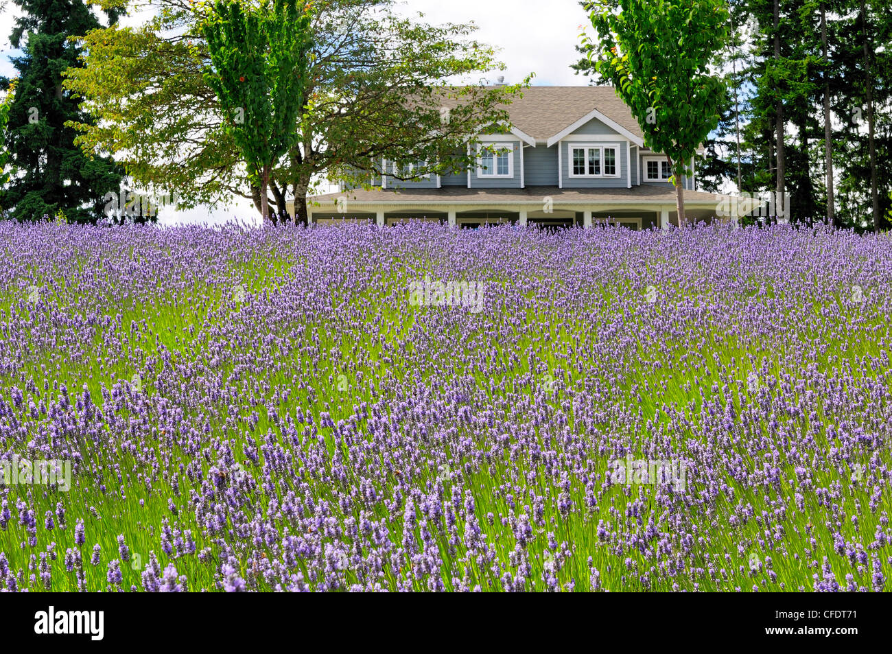 field lavender front house Damali Lavender Farm Stock Photo - Alamy