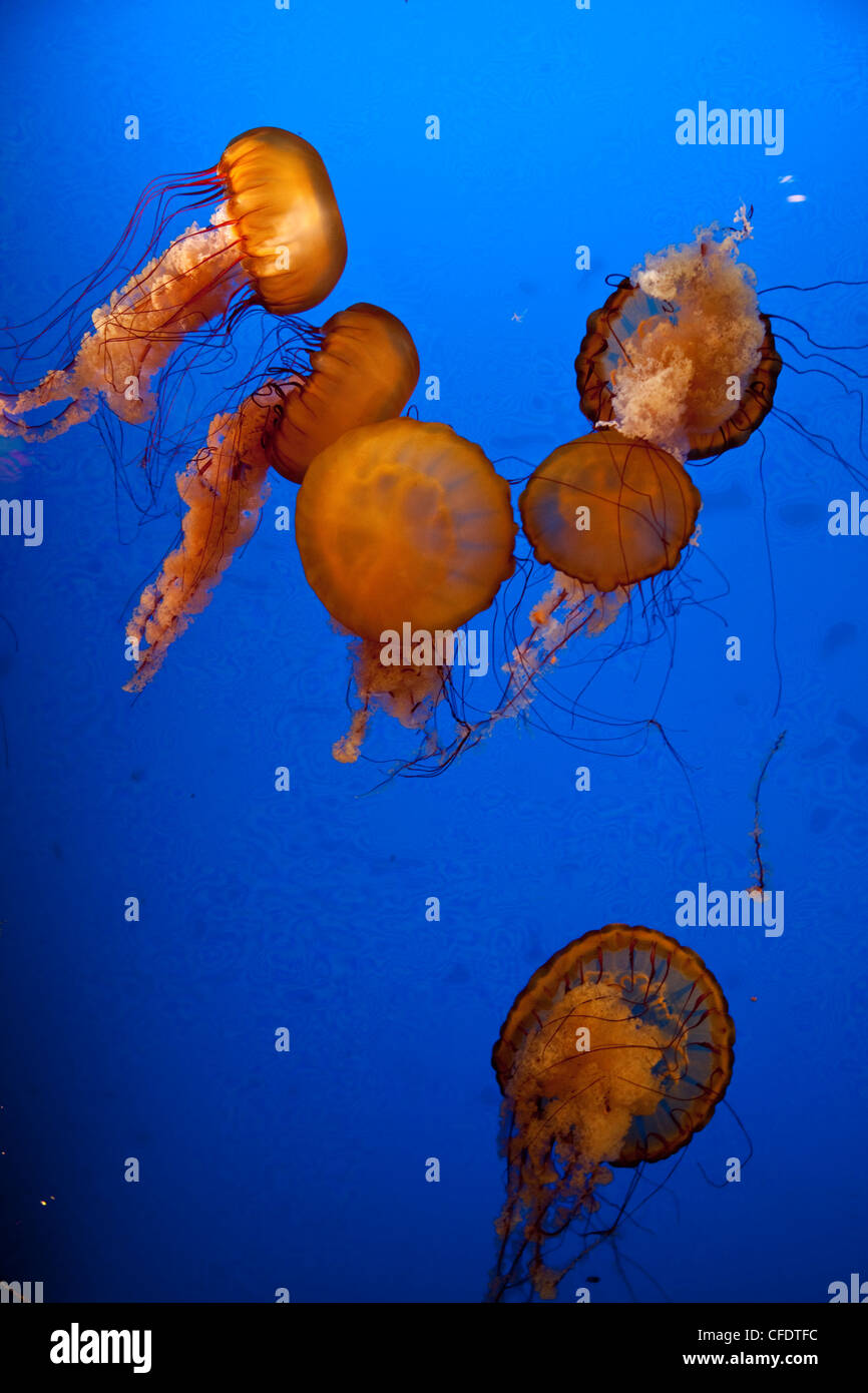 Jellyfish display at Shaw Ocean Discovery Centre Aqaurium, Vancouver Island. Stock Photo