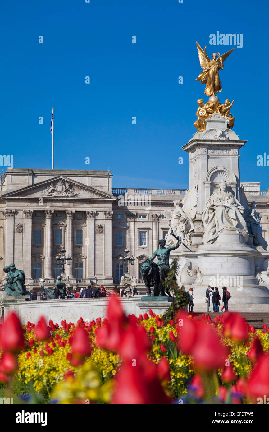 Tulips in front of Buckingham Palace and Victoria Memorial, London, England, United Kingdom, Europe Stock Photo