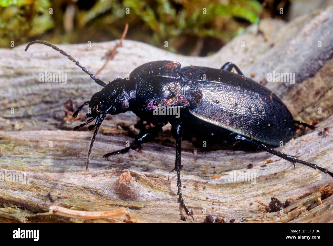 Boat-backed Ground Beetle (Scaphinotus spp.) Stock Photo