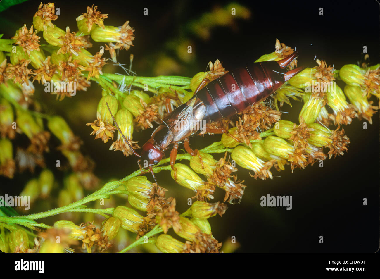 Earwig european earwigs hi-res stock photography and images - Alamy