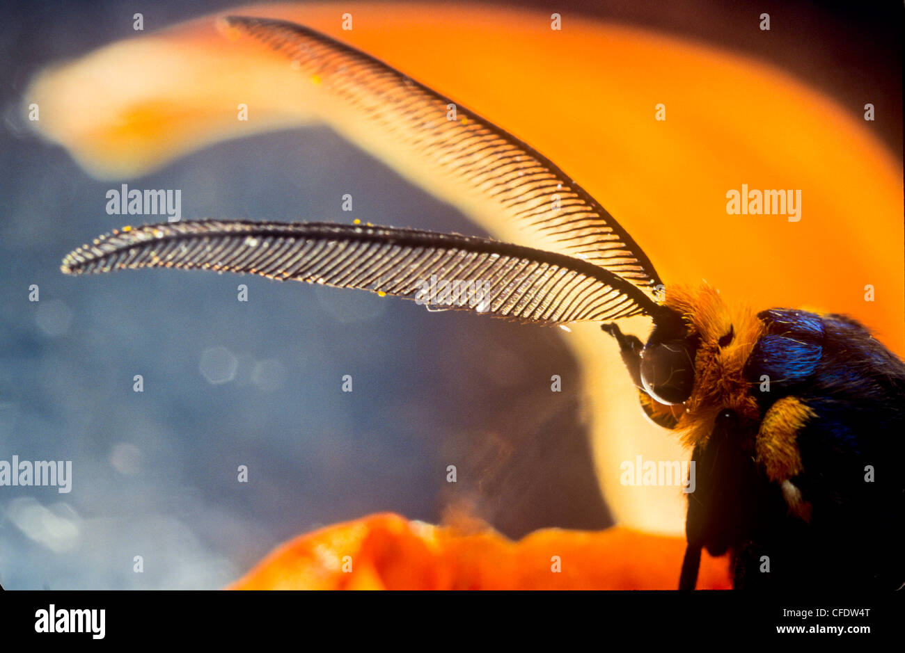 (Ctenucha virginica), Moth, Antennae Stock Photo
