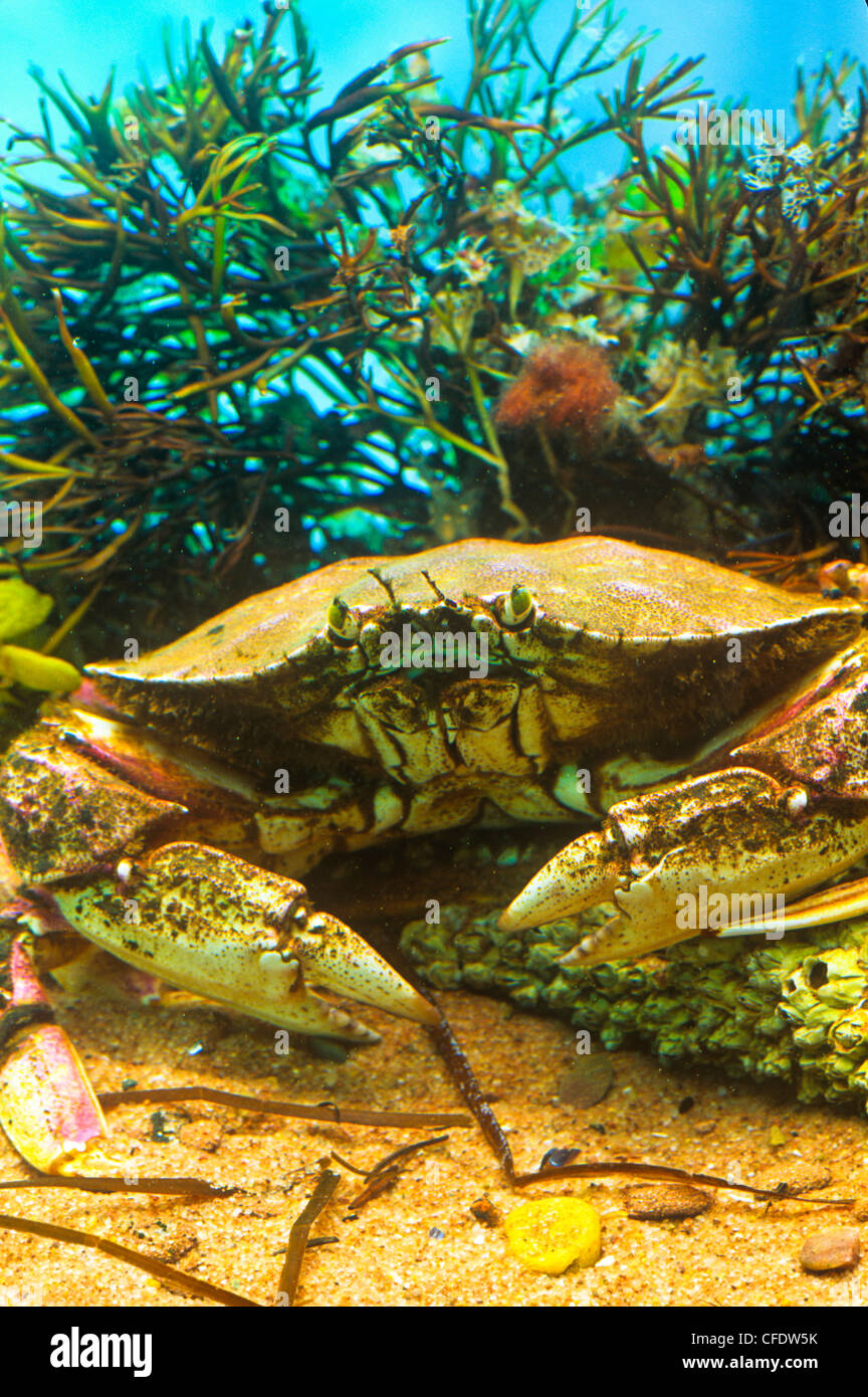 Atlantic Rock Crab, (Cancer irroratus) Stock Photo