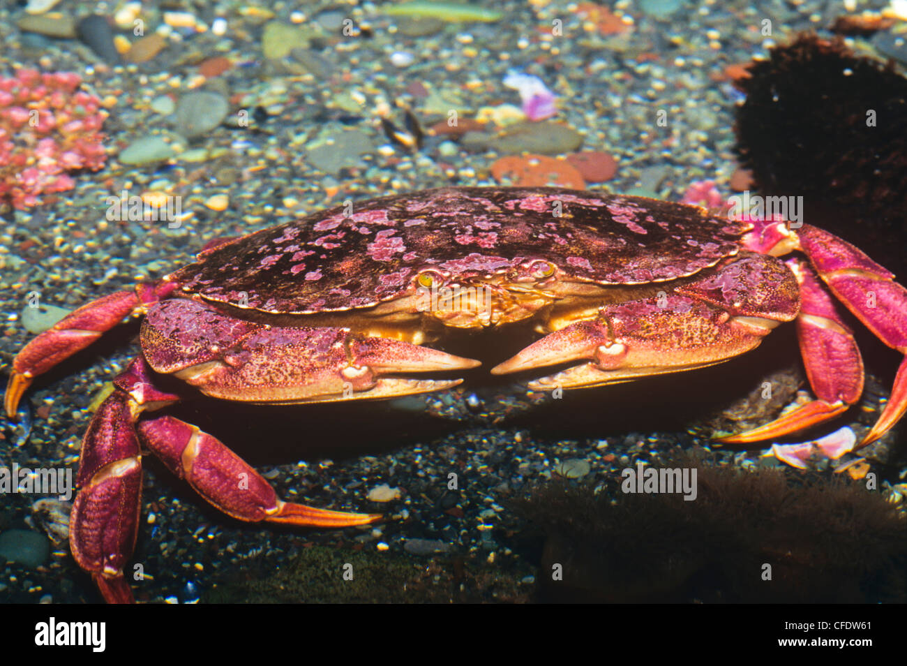 (Cancer productus) Red Crab Stock Photo
