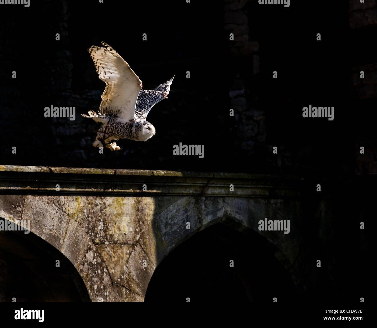 Captive Owl taking flight from castle wall Stock Photo