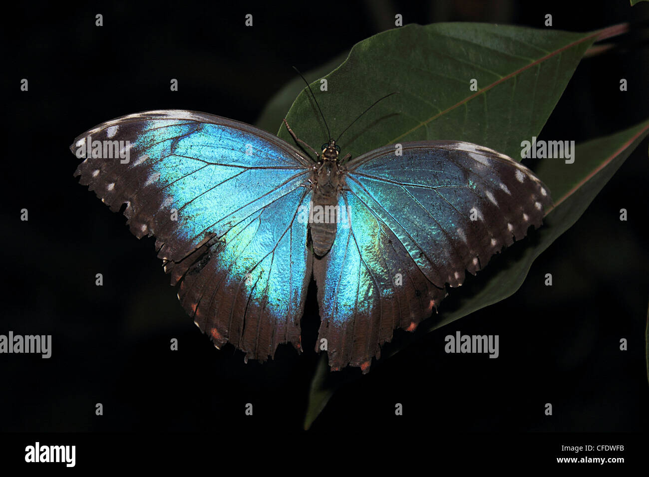 Blue Morpho Butterfly (Morpho peleide) Stock Photo