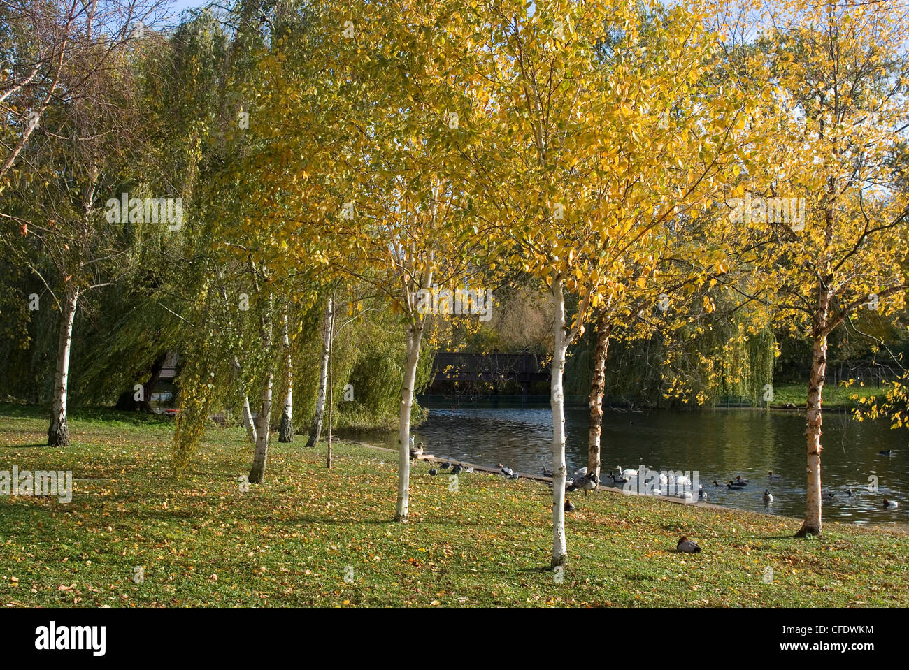 Autumn colours by the pond in Regent's Park, London NW1, England, United Kingdom, Europe Stock Photo