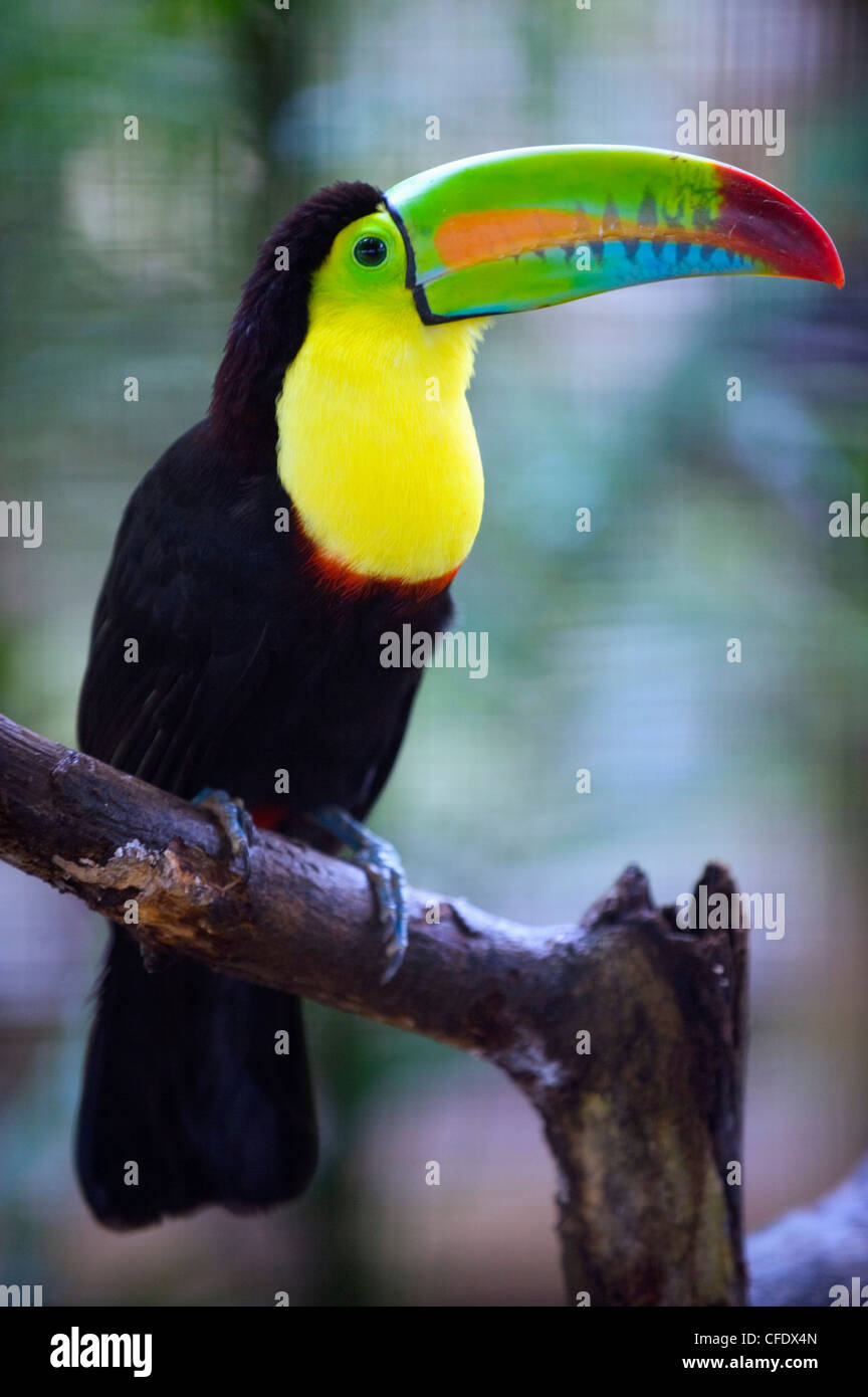 Keel-billed Toucan (Ramphastos sulfuratus), Summit Botanical Gardens and Zoo, Panama City, Panama, Central America Stock Photo