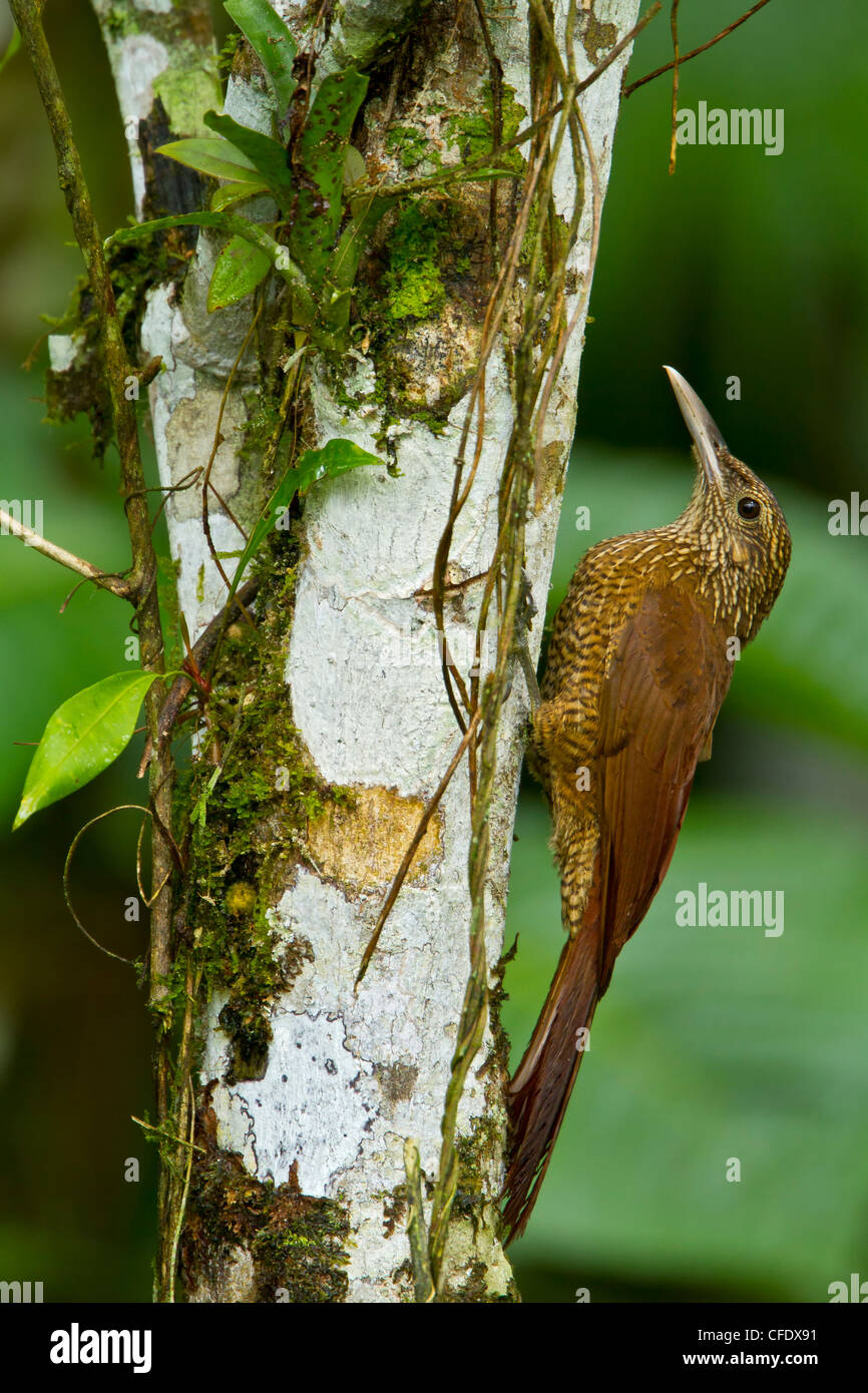 Black-banded Woodcreeper (Dendrocolaptes picumnus) perched on a branch in Peru. Stock Photo