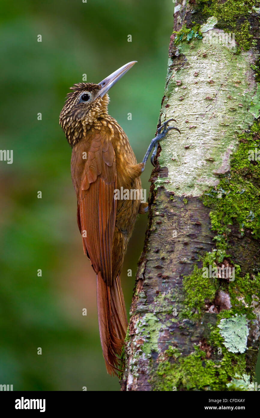 Buff-throated Woodcreeper (Xiphorhynchus guttatus) perched on a branch in  Peru Stock Photo - Alamy