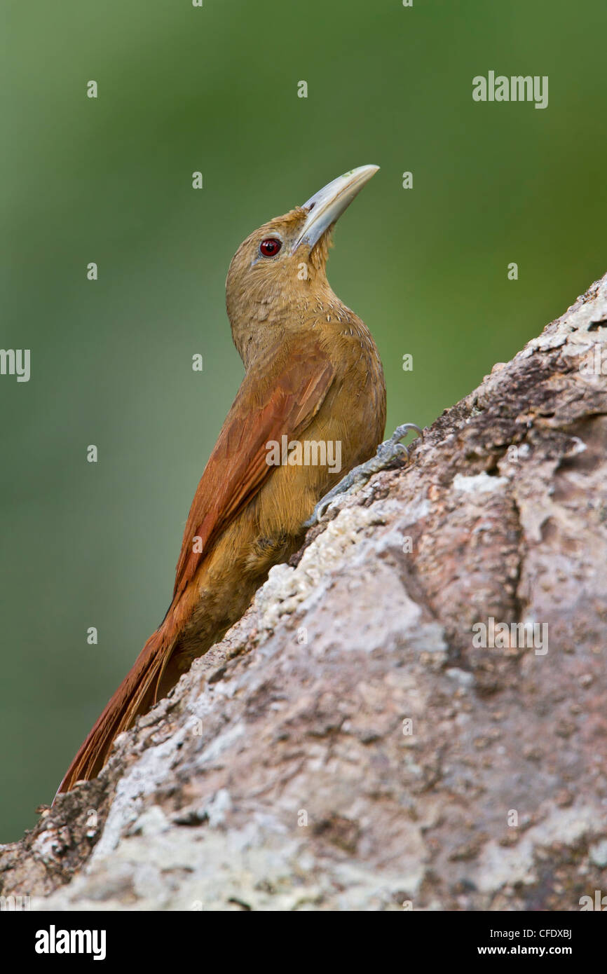 Cinnamon-throated Woodcreeper (Dendrexetastes rufigula) perched on a branch in Peru. Stock Photo