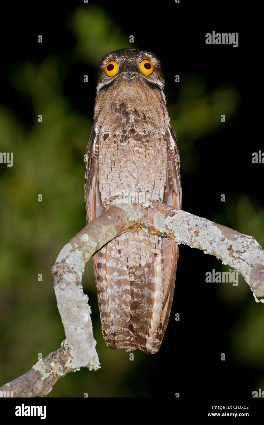 Potoo bird hi-res stock photography and images - Alamy
