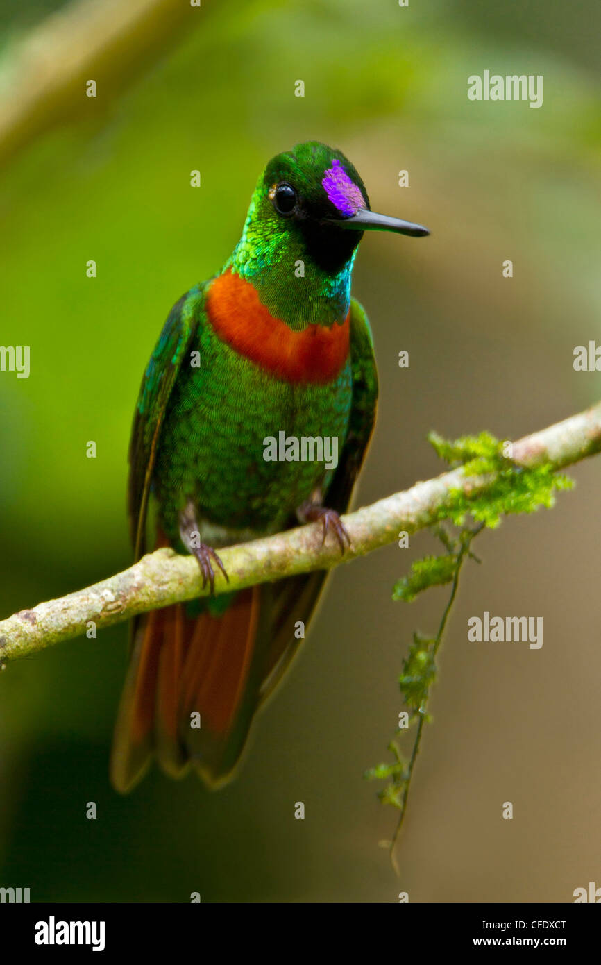 Gould's Jewelfront (Heliodoxa aurescens) perched on a branch in Peru. Stock Photo