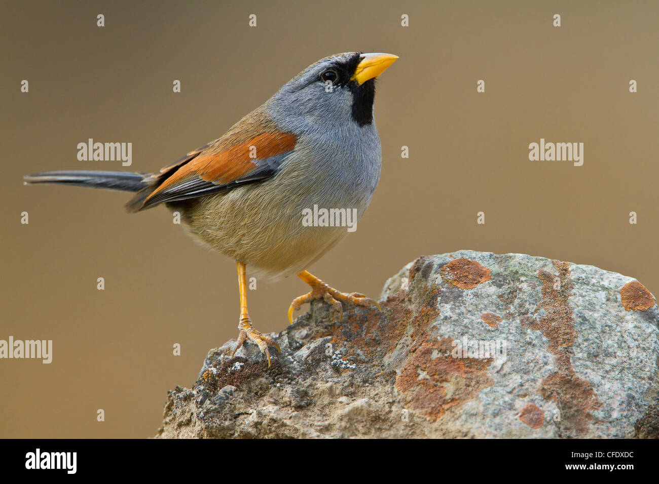 Great Inca-Finch (Incaspiza pulchra) perched on a rock in Peru. Stock Photo