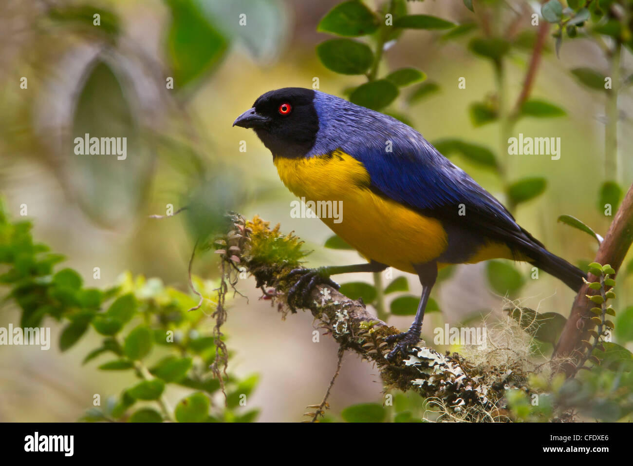Hooded Mountain-Tanager (Buthraupis montana) perched on a branch in Peru. Stock Photo