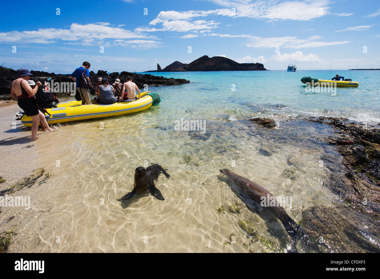 Sealion and tourist boat, Sullivan Bay, Isla Santiago, Galapagos Islands, UNESCO World Heritage Site, Ecuador, South America Stock Photo
