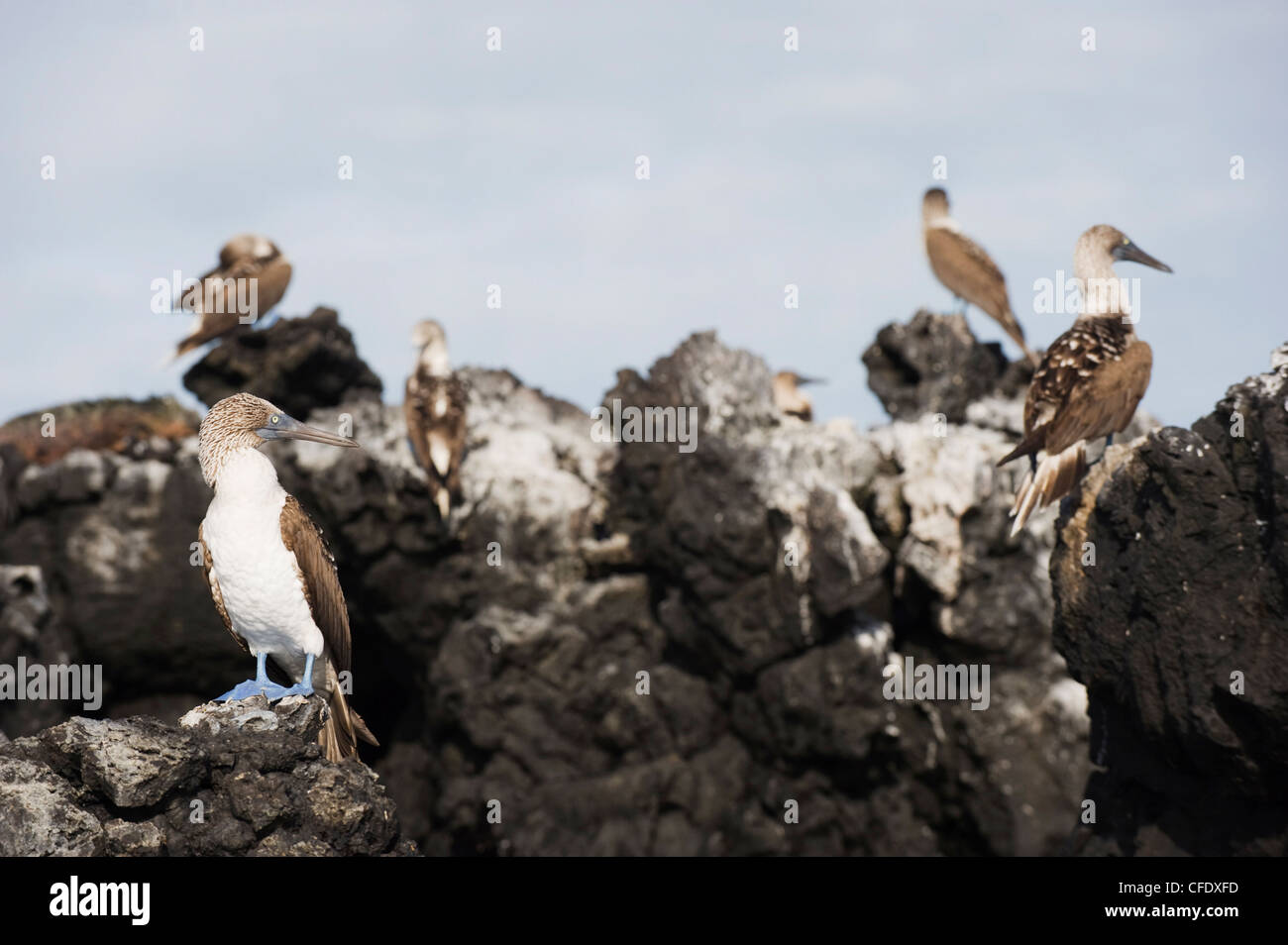 Blue footed boobies (Sula nebouxi), The Tintoreras, Isla Isabela, Galapagos Islands, UNESCO World Heritage Site, Ecuador Stock Photo