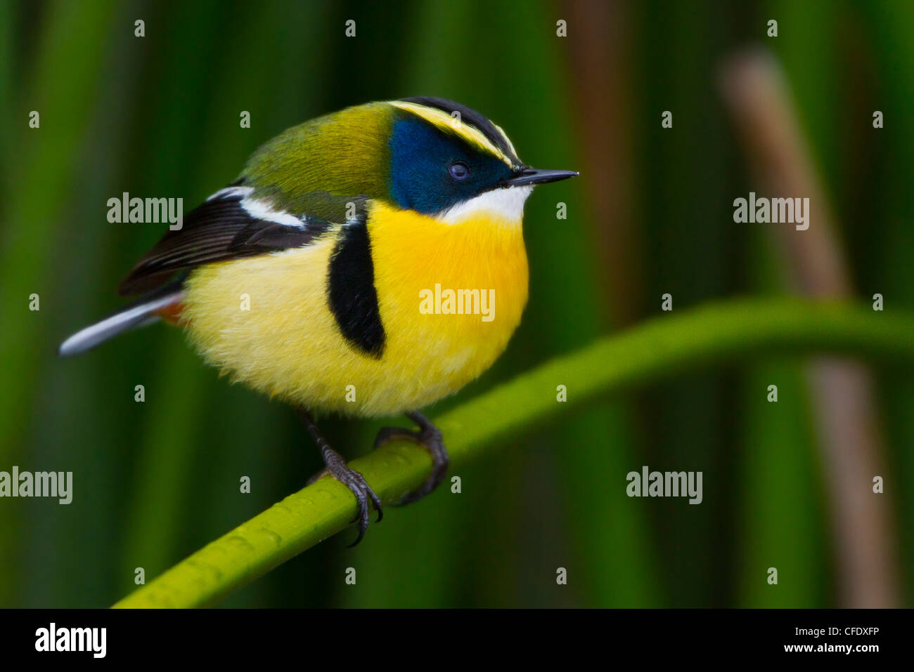 Many-colored Rush-Tyrant (Tachuris rubrigastra) perched in the reeds near Lago Junin in Peru. Stock Photo