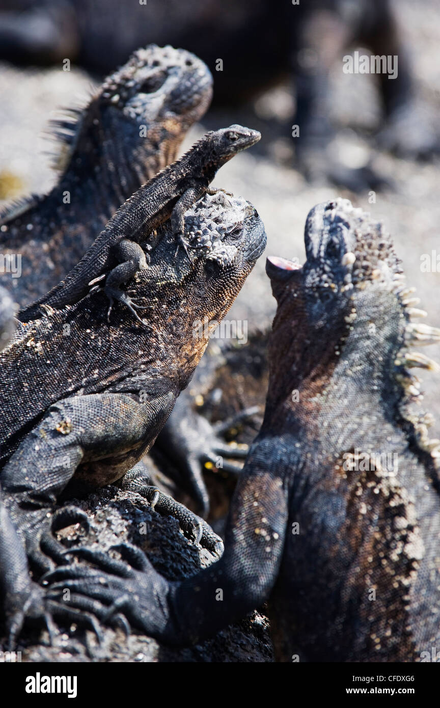 Marine iguanas (Amblyrhynchus cristatus), Isla Isabela, Galapagos Islands, UNESCO World Heritage Site, Ecuador, South America Stock Photo