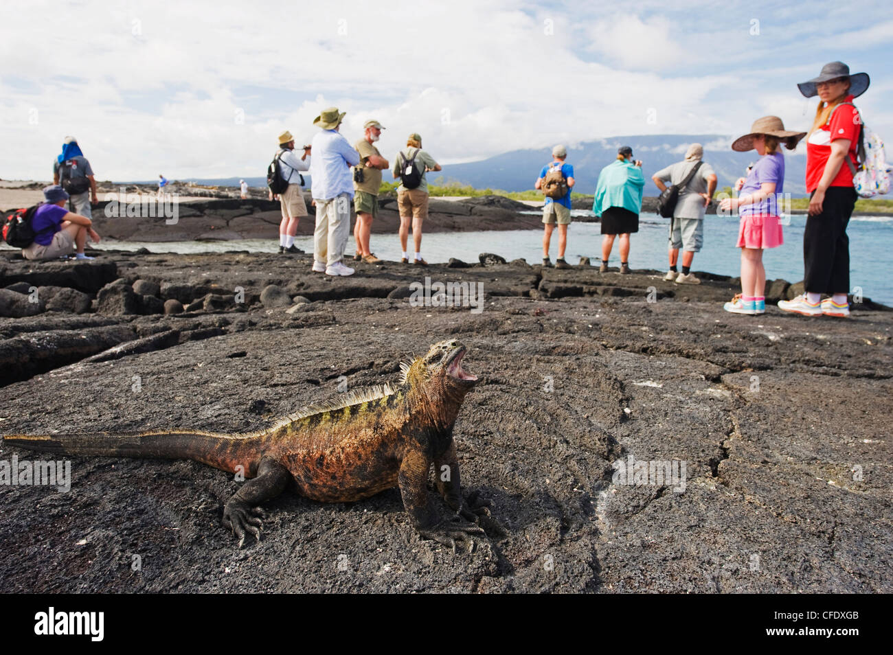 Tourists looking at marine iguanas (Amblyrhynchus cristatus), Isla Isabela, Galapagos Islands, Ecuador Stock Photo