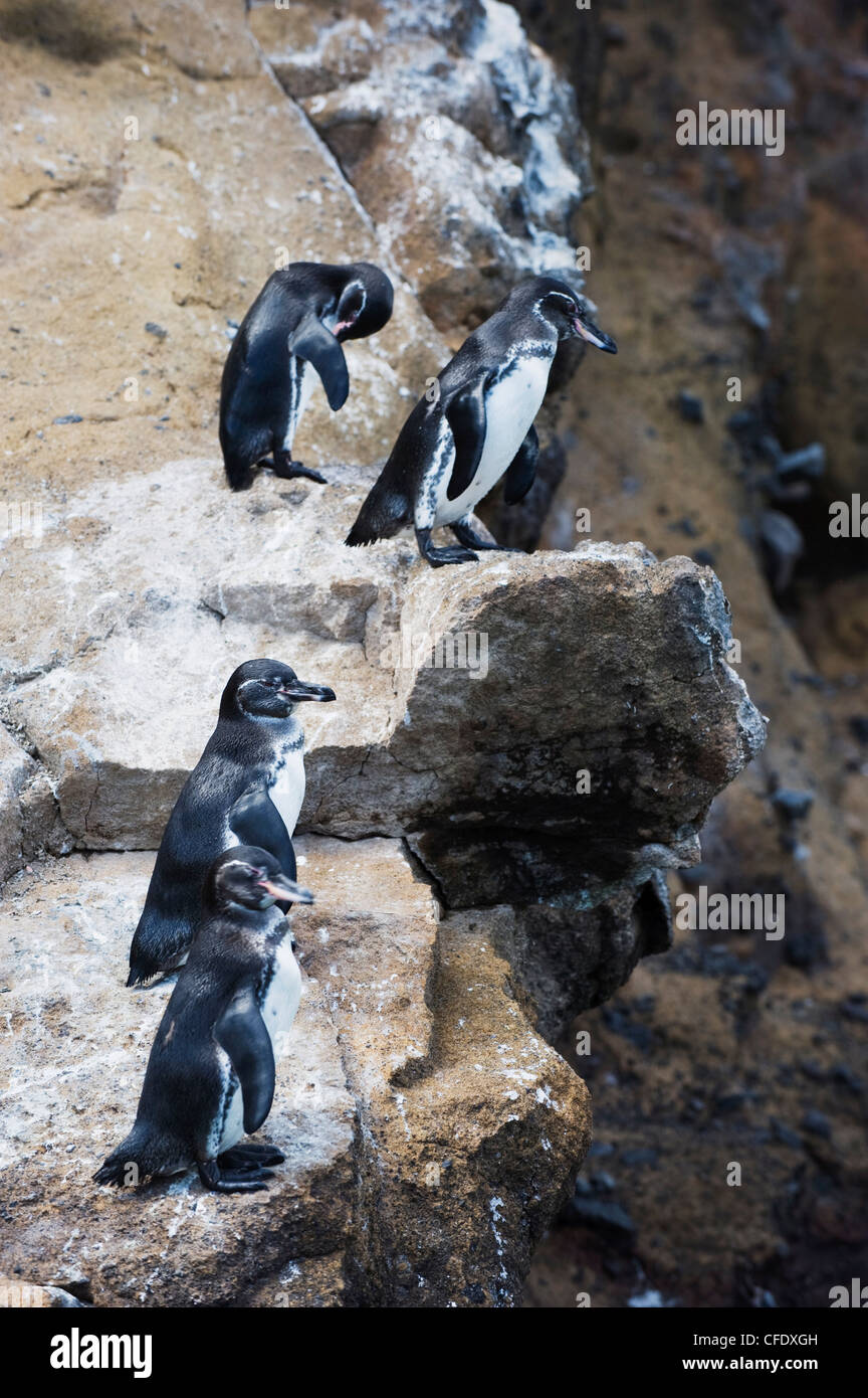 Galapagos penguins (Spheniscus mendiculus), Isla Isabela, Galapagos Islands, UNESCO World Heritage Site, Ecuador, South America Stock Photo