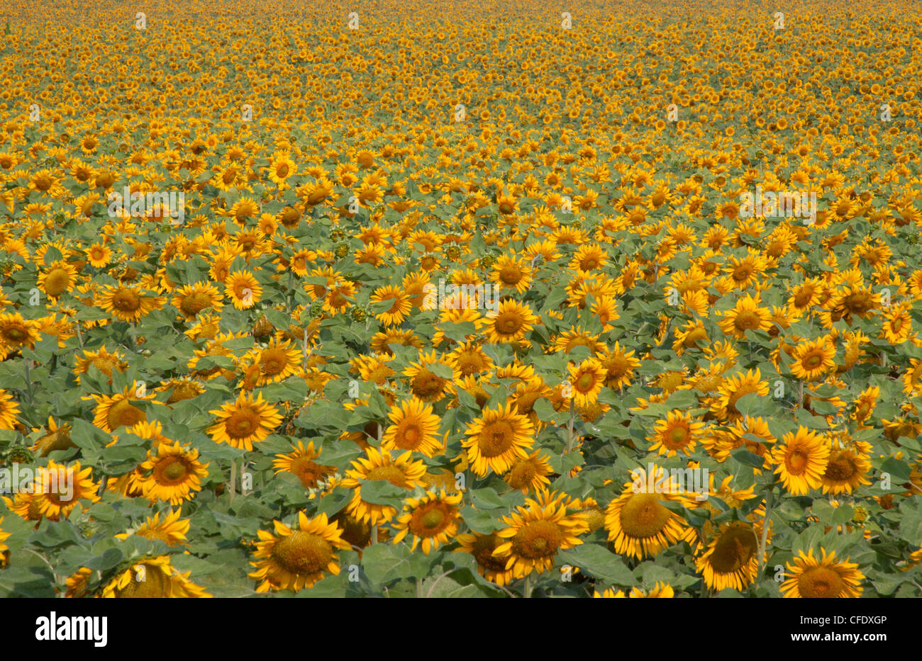 Sunflower field in bloom Stock Photo Alamy