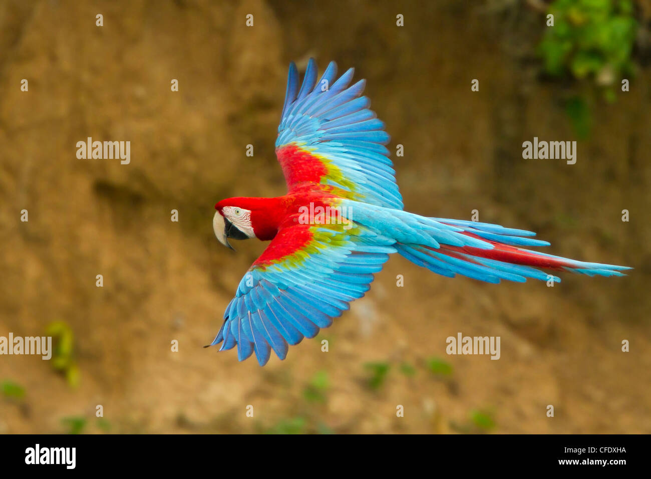 Red-and-green Macaw (Ara chloroptera) flying in Peru. Stock Photo