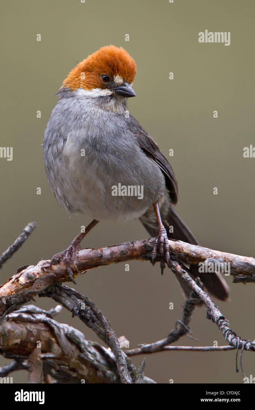 Rufous-eared Brush Finch (Atlapetes rufigenis) perched on a branch in Peru. Stock Photo
