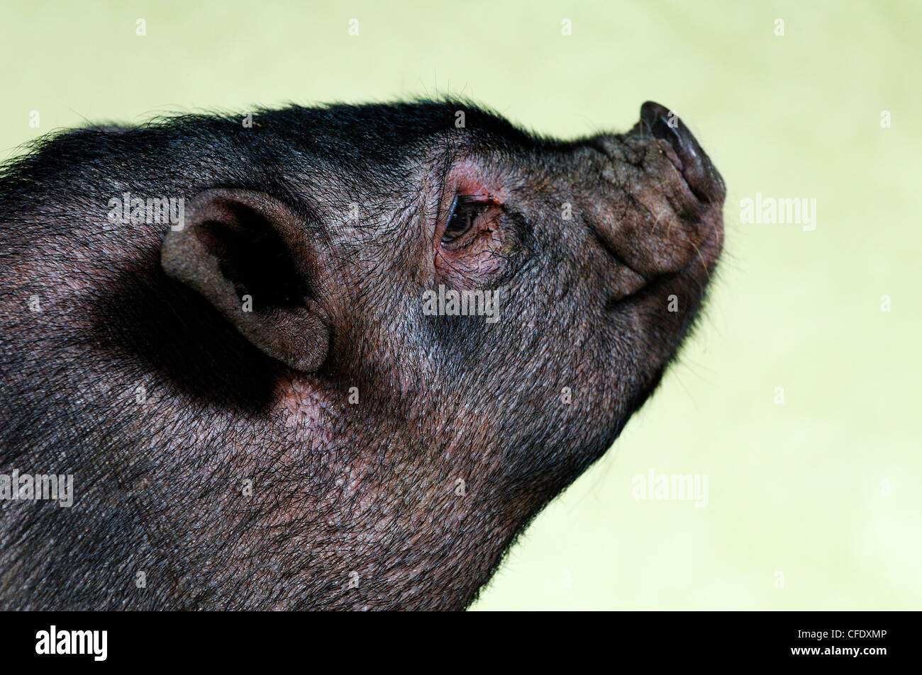 A 12 week old Pot Belly Pig, Duncan, Vancouver Island, British Columbia, Canada Stock Photo