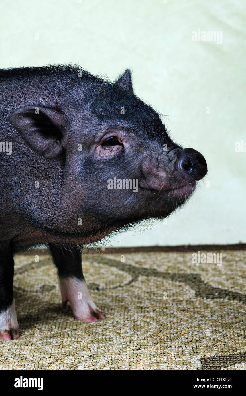 A 12 week old Pot Belly Pig, Duncan, Vancouver Island, British Columbia, Canada Stock Photo