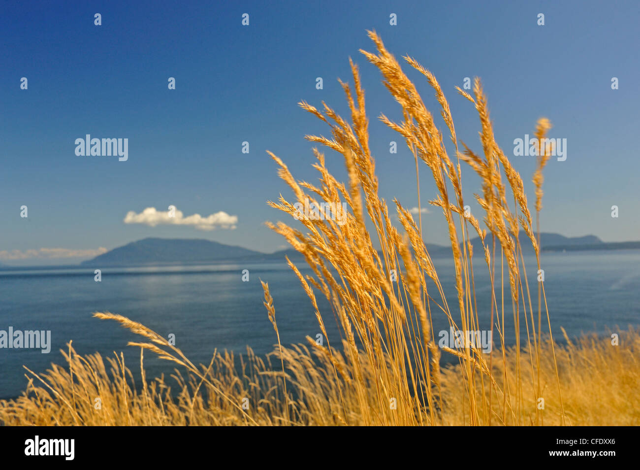 Idaho fescue (Festuca idahoensis) grass, East Point, Saturna Island, British Columbia, Canada Stock Photo