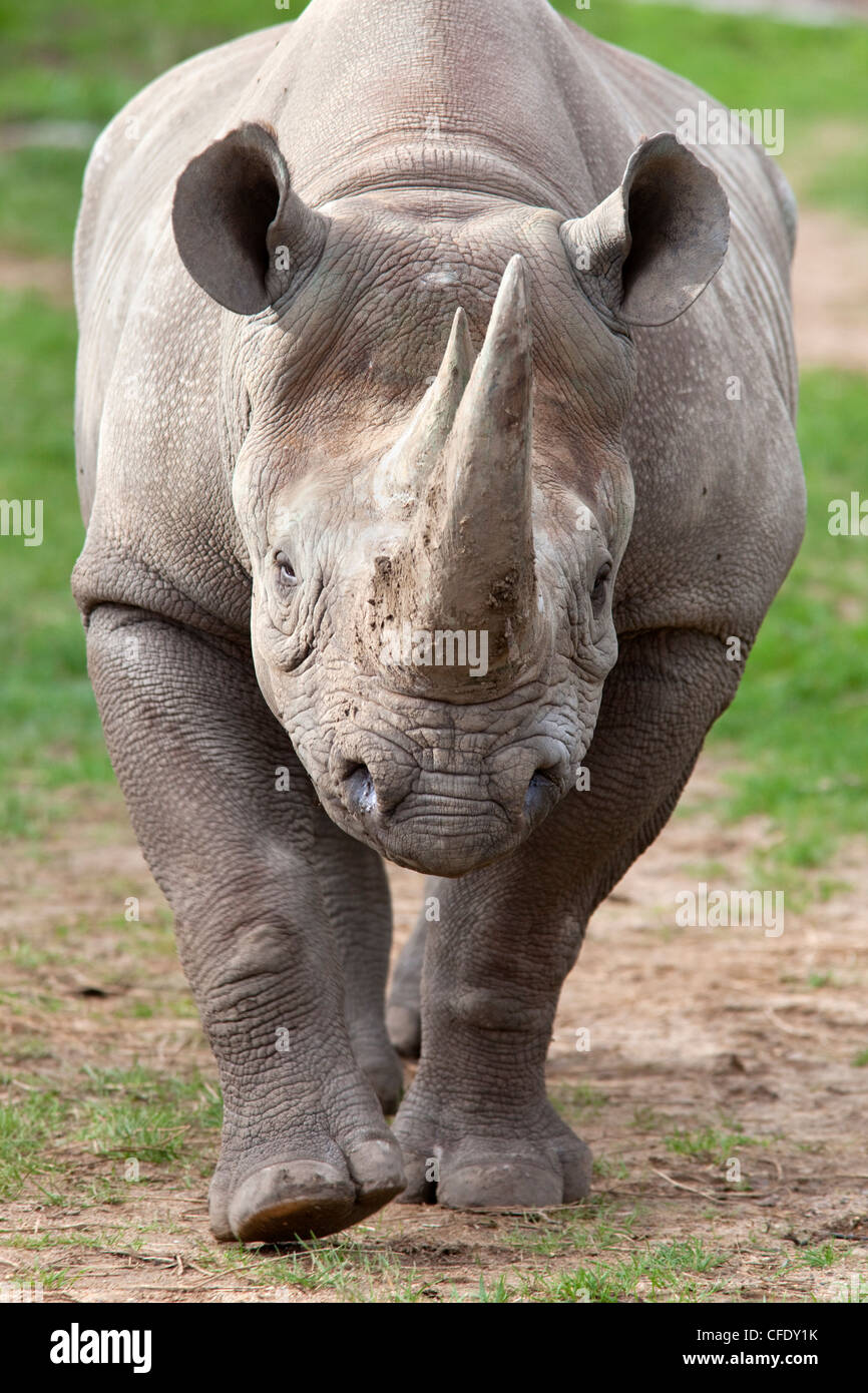 Black rhino (Diceros bicornis), captive, native to Africa Stock Photo