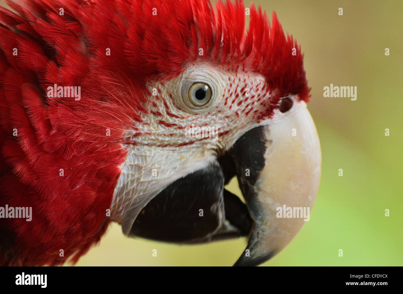 Portrait of Macaw, Lok Kawi Wildlife Park, Sabah, Borneo, Malaysia, Asia Stock Photo