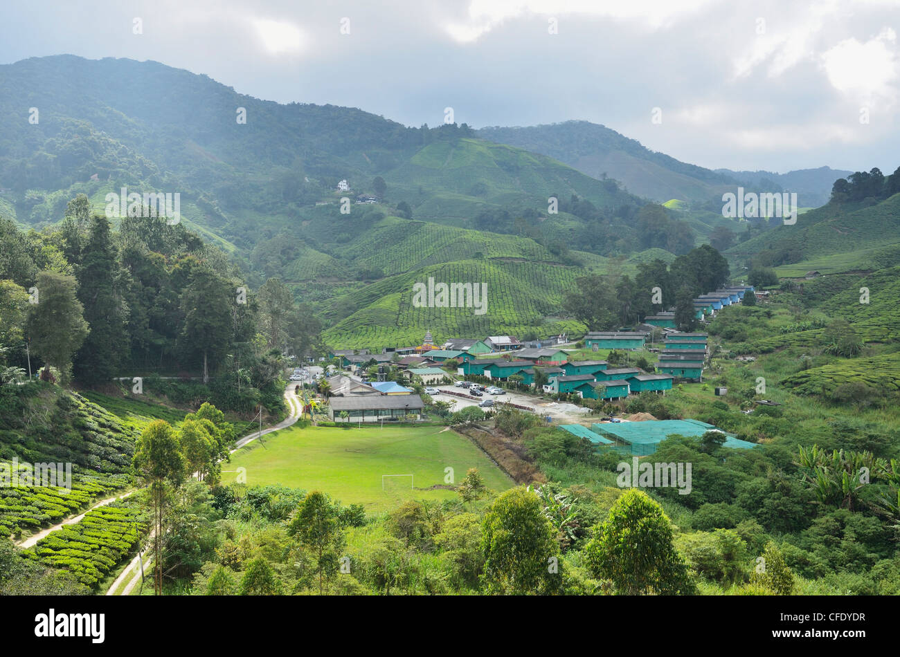 Tea Plantation, Cameron Highlands, Perak, Malaysia, Southeast Asia, Asia Stock Photo