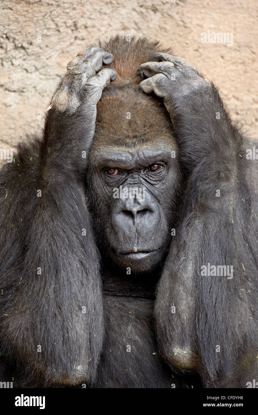 Western lowland gorilla in captivity, Rio Grande Zoo, Albuquerque Biological Park, Albuquerque, New Mexico, USA Stock Photo