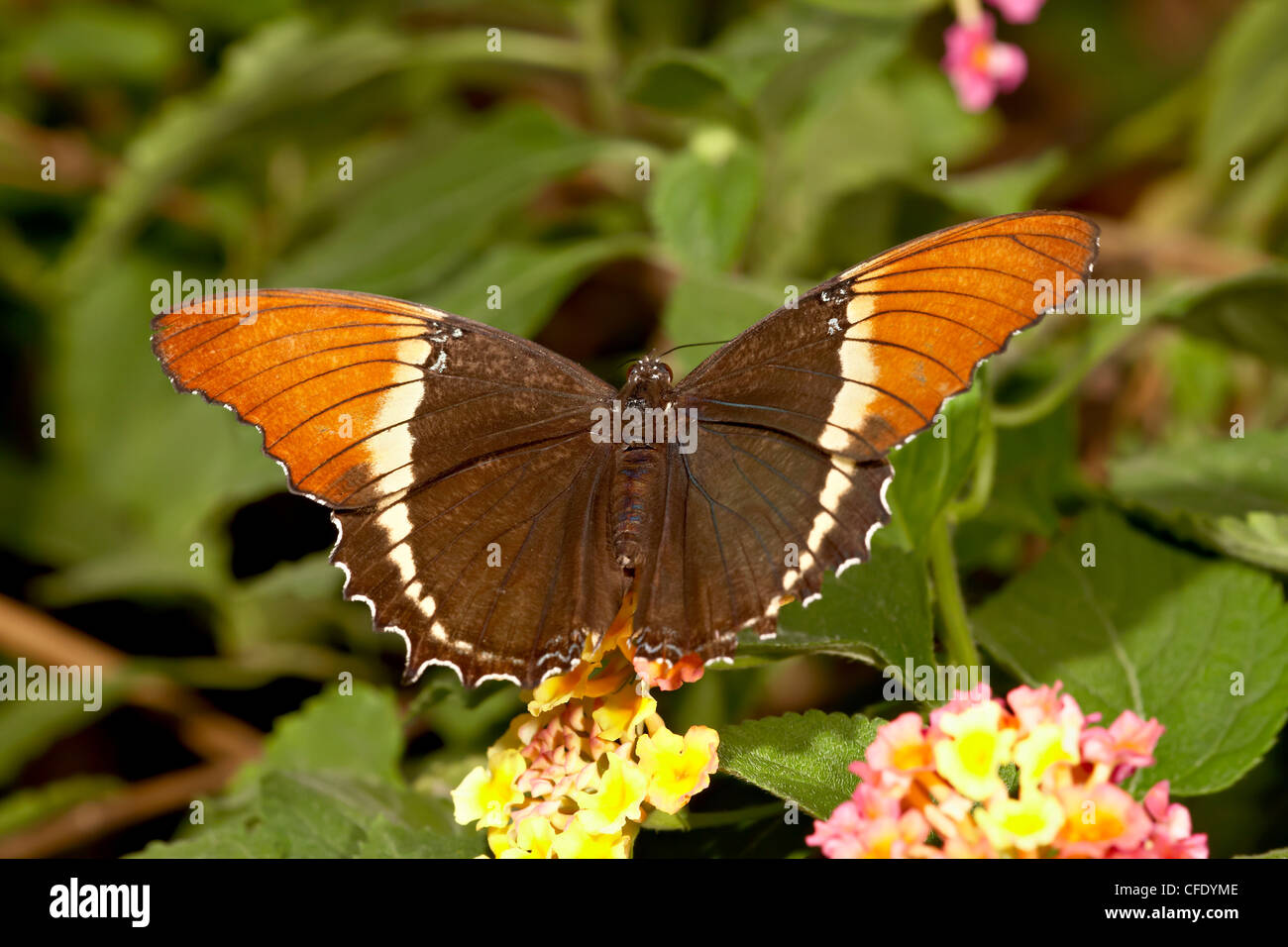 Brown siproeta (brown page butterfly) in captivity, Butterfly World and