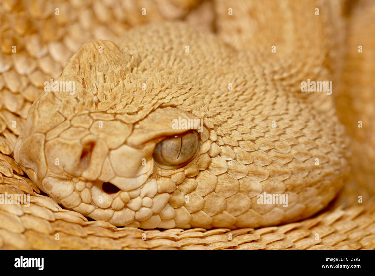 Hypomelanistic Western diamond-back rattlesnake (Crotalus atrox), Arizona Sonora Desert Museum, Tucson, Arizona, USA Stock Photo