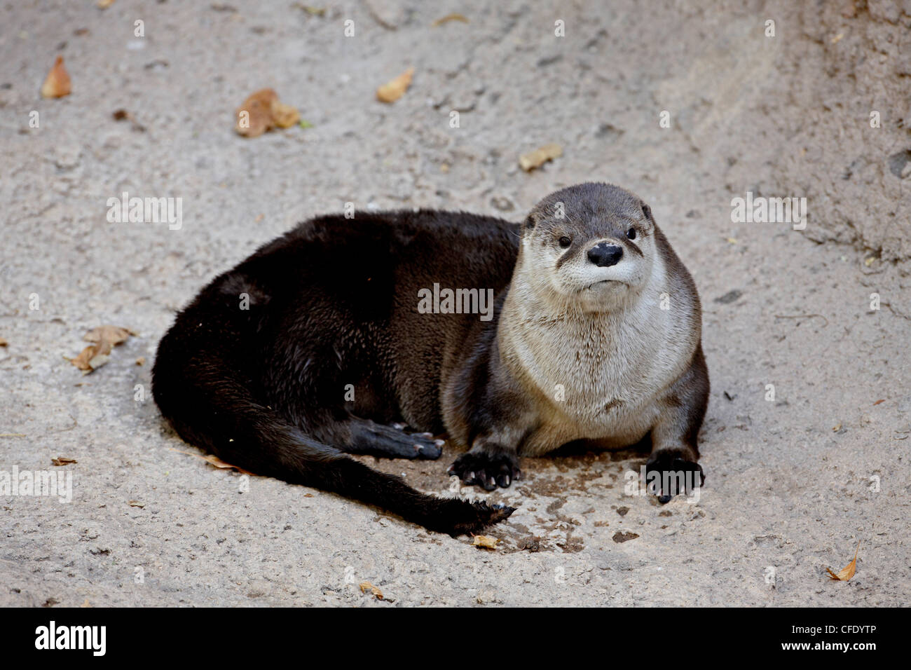 River otter (Lutra canadensis) in captivity, Arizona Sonora Desert