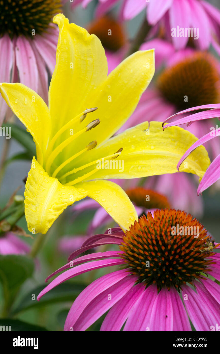 A yellow lily amongst purple cone flowers in Sarpy, County Nebraska
