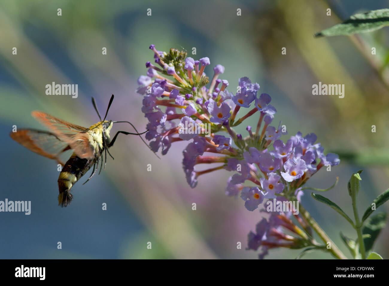 A Snowberry Clearwing or bumblebee humming bird month sipping nectar from a butterfly bush blossom. Stock Photo
