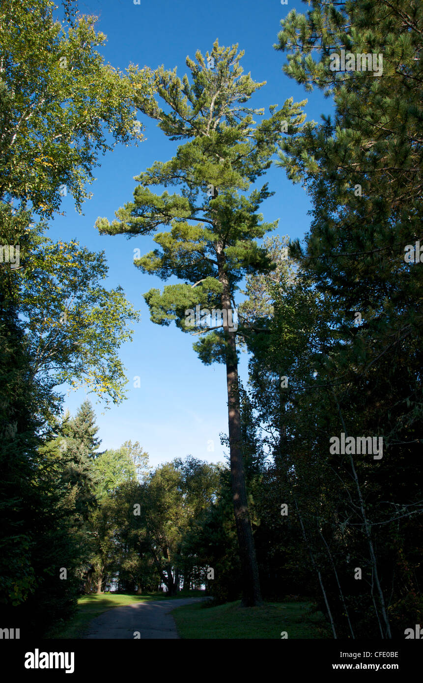 Eastern White Pine standing tall amongst other trees (Pinus strobus), Quetico Provincial Park, Ontario, Canada Stock Photo