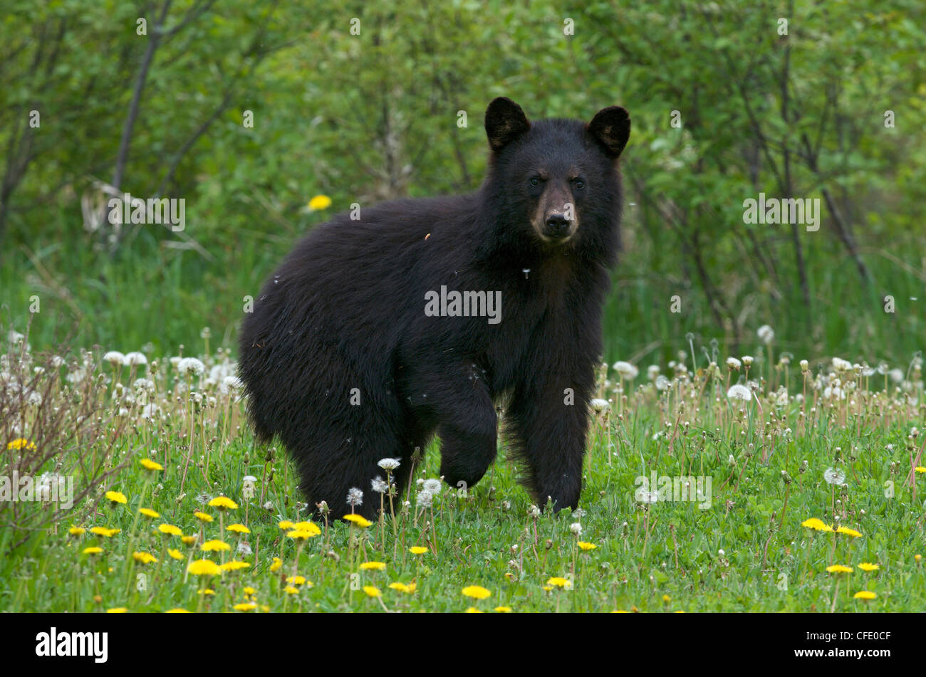 Wild American Black Bear in summer grasses in Quetico Provincial Park ...