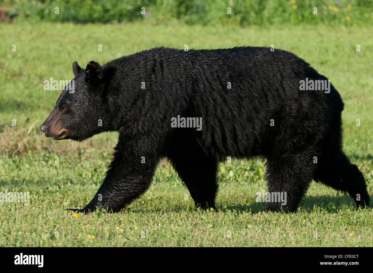 Black Bear Profile