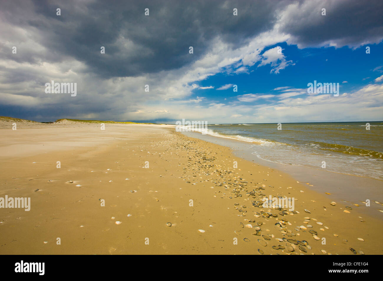 Clams, cockles and Bay Scallops on Beach, Island Beach State Park, New Jersey, United States Stock Photo
