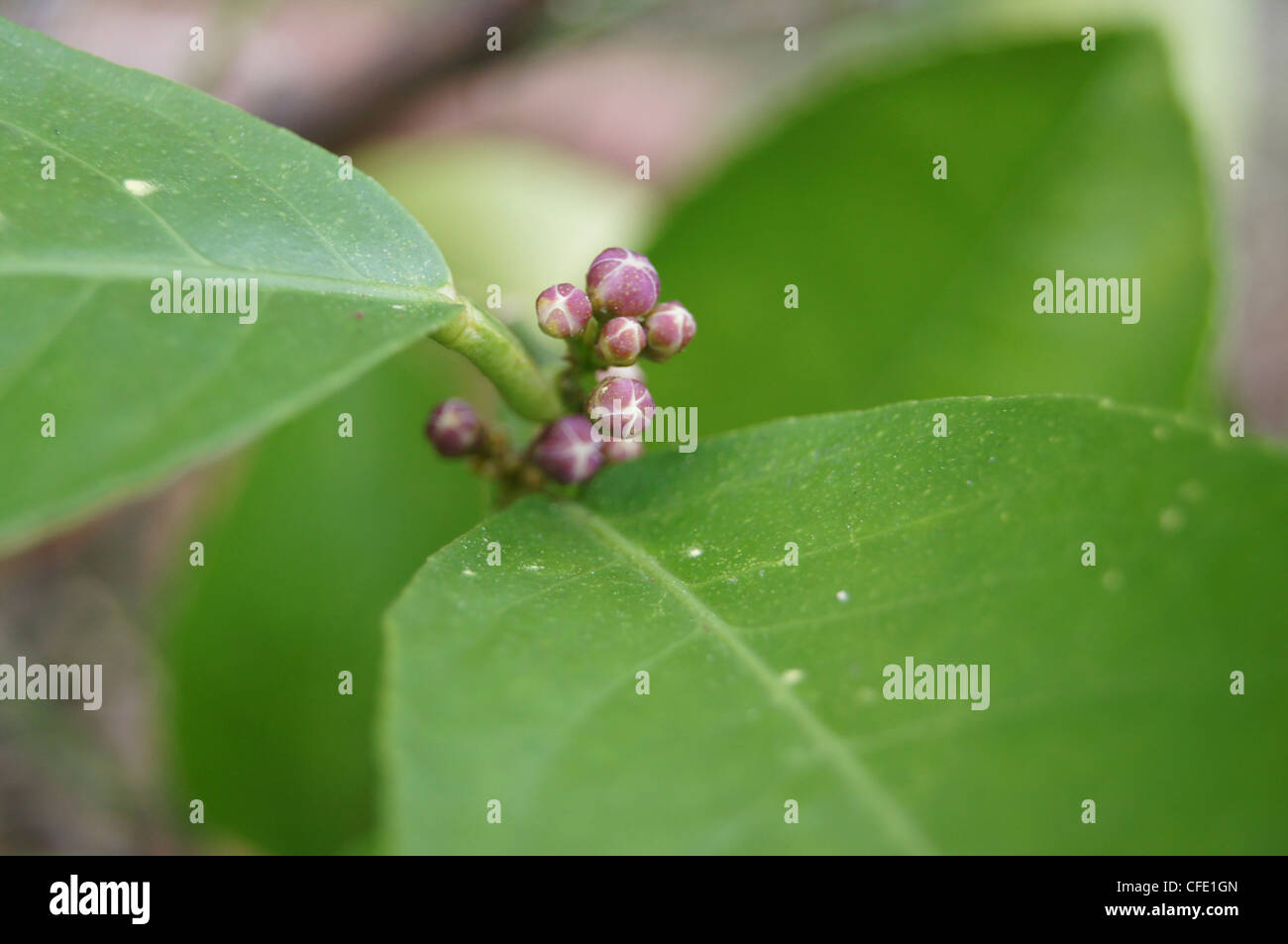 Meyer lemon flower buds Stock Photo Alamy