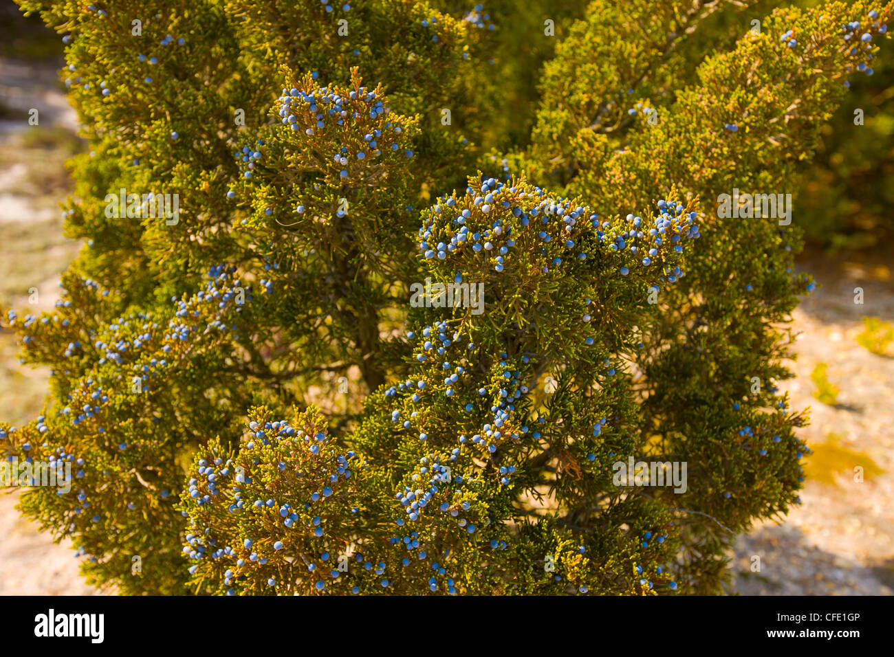 Common Juniper tree ( Juniperus Communis) filled with ripe berries