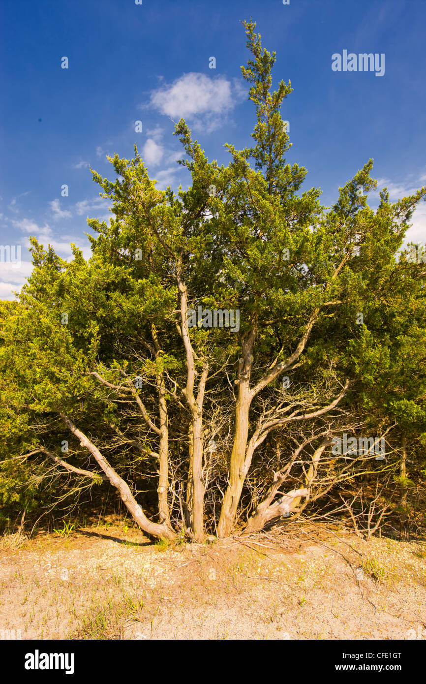 Atlantic White Cedar,(Chamaecyparis thyoides), Island Beach State Park, New Jersey, United States Stock Photo