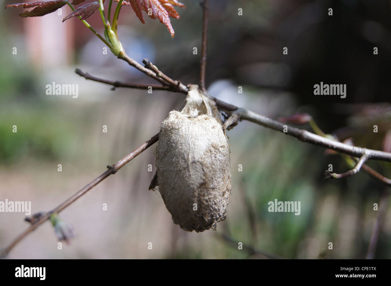 Giant silk moth cocoon on red maple branch antherea polyphemus Stock Photo