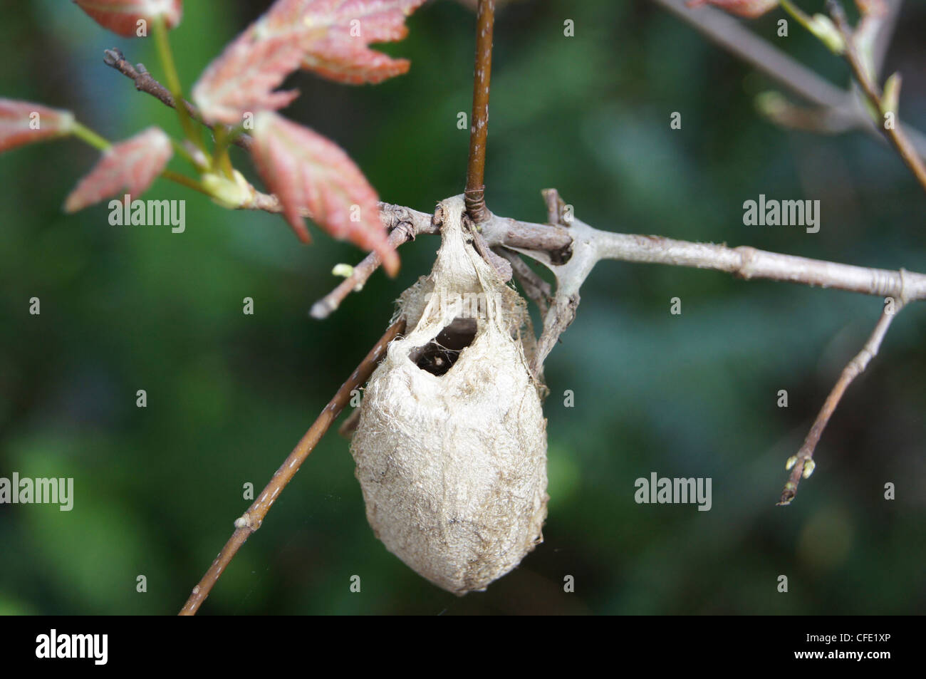 Giant silk moth cocoon Antheraea polyphemus on red maple branch Stock Photo